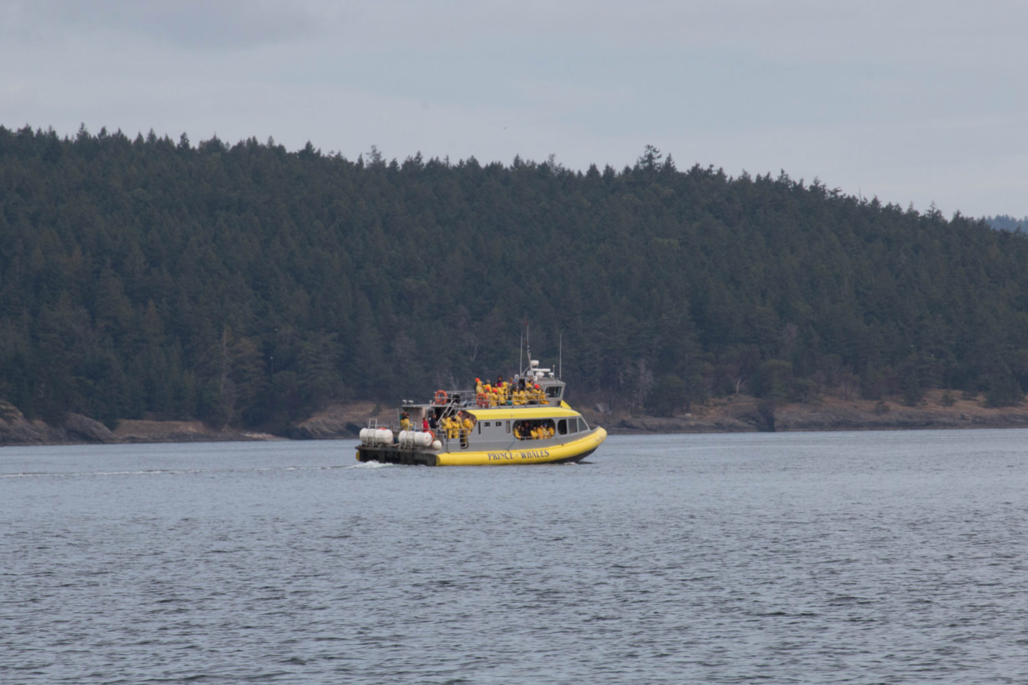 Whale-Watchin in Tofino