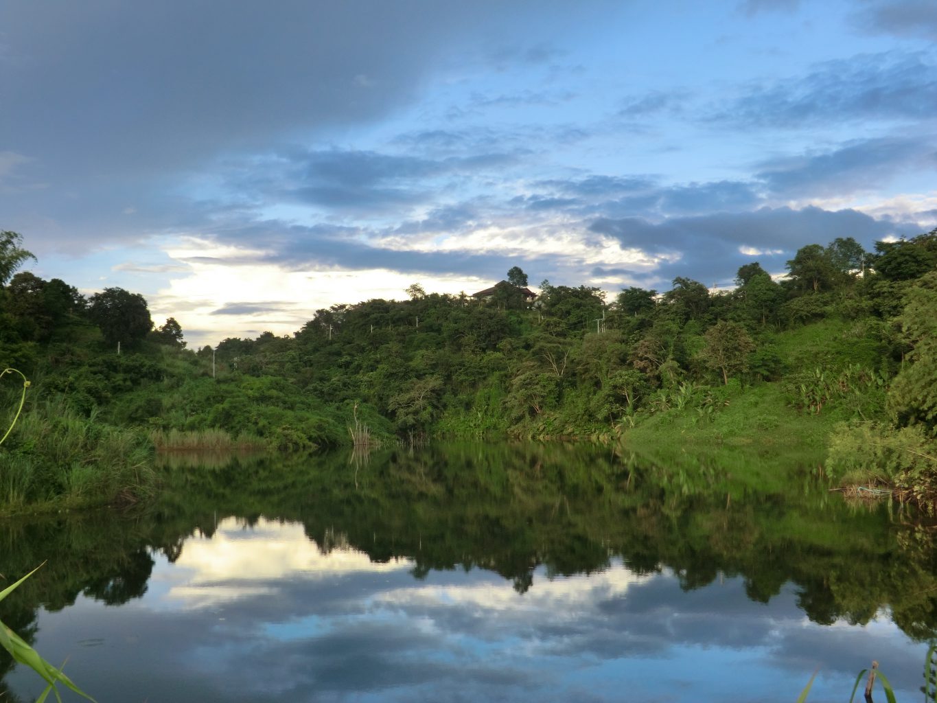 Dschungel bei Chiang Rai